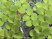 salvinia-cucullata