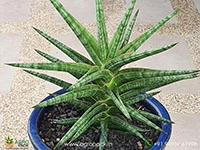 sansevieria-ballyi
