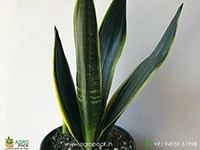 sansevieria-black-jack