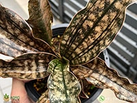 sansevieria-copper