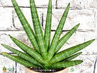 sansevieria-cylindrica