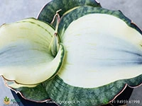 sansevieria-dragon-compacta-white