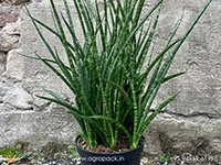 sansevieria-fernwood-mikado