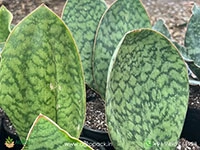 sansevieria-hu-chang