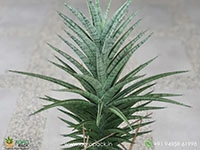 sansevieria-hybrid-fenomenal