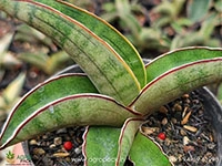 sansevieria-pfisteri