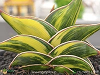 sansevieria-rorida-dagger