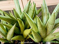sansevieria-silver-crown-boncel