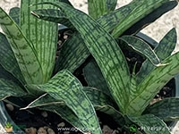 sansevieria-trifasciata-silver-steel