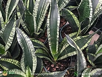 sansevieria-whitney