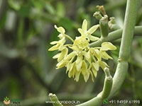 Sarcostemma-acidum5