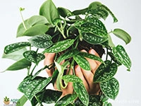 satin-pothos-argyraeus