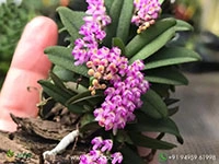 Schoenorchis-scolopendria-Orchid2
