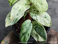 Scindapsus-Jade-Satin-Marble3
