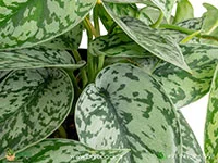 Scindapsus-Pictus-Silver-Lady2