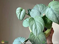Scindapsus-Silver-Hero1