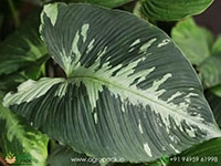 shismattoglotis-pusilla