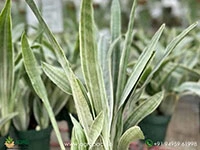 silver-siam-sansevieria