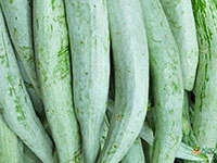 snake-gourd
