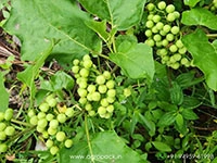 Solanum-torvum1