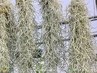 spanish-moss