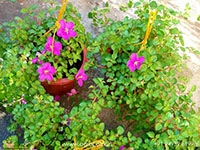 Spanish-Shawl1