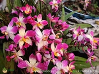 spathoglottis-plicata-ground-orchid