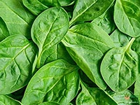 spinach