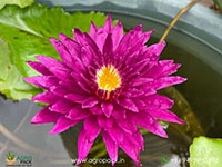 spiral-galaxy-waterlily