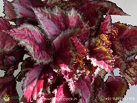 Spitfire-Rex-Begonia1