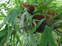 staghorn-fern-plant