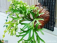 Staghorn-kitshakood2