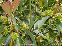 star-anise-meat-masala