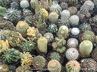 succulents-and-cactuses