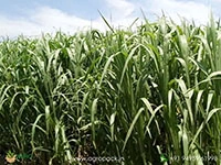 Super-Napier-Grass1