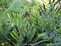 Swamp-Fern2
