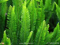 sword-fern