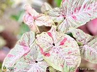 syngonium-milk-confetti