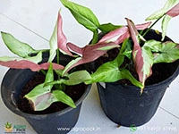 syngonium-strawberry-milkshake