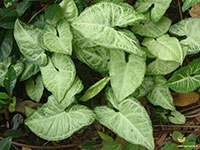 syngonium-white-plant