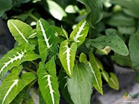 syngonium-wendlandii-plant