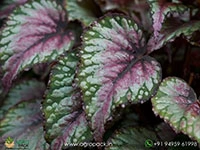 t-rex-painters-palette