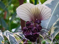 Tacca-integrifolia-White-Bat2