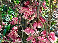 Tecomanthe-hillii2
