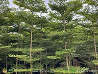 Terminalia-Mantaly-Green2