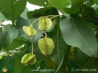 terminalia-elliptica