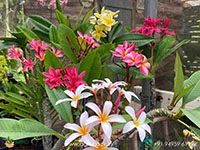 Thai-Variety-Plumeria-Rubra3