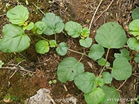 Thazhuthama1