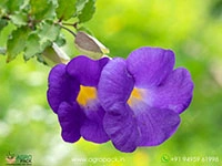 Thunbergia-erecta2