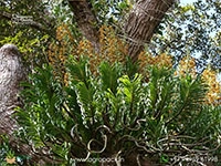 Tiger-Orchid3